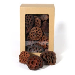 Lotus 3-5cm Naturel 45st/vensterdoos