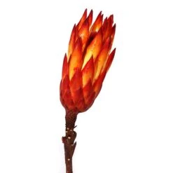 Protea Bloem Rood X30 St