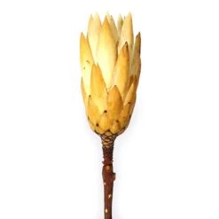 Protea Bloem Creme X30 St