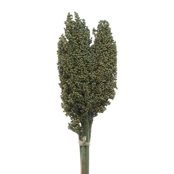 Kafirkoren Tak 75cm Groen à 5st. 1 Kafirkoren Tak 75cm Groen à 5st.