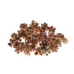 Pubescens Vrucht à 1kg