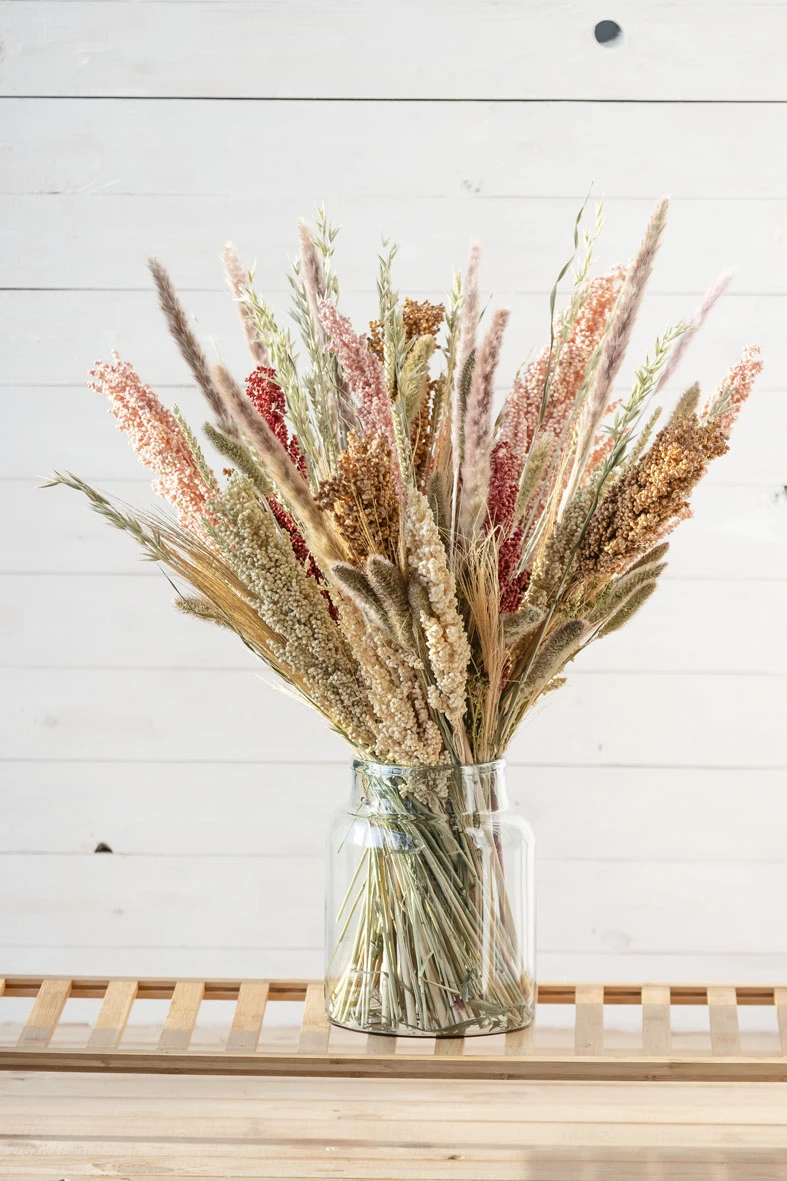 Pluim Mais Sorgum Geel à 5 St. 2 Pluim Mais Sorgum Geel à 5 St. - Afbeelding 2