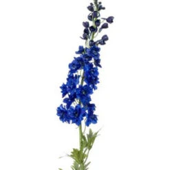Emerald Delphinium XL Spray 130cm Donker Blauw
