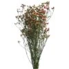 Baby Limonium Roze Op Groene Steel Geprepareed 10st