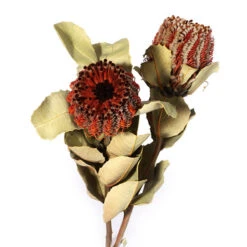 Banksia Coccinea Bloem 3st Naturel