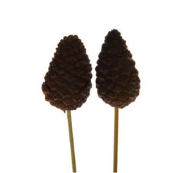 Dennenappel Dicht Op 10cm Draad Naturel 50st