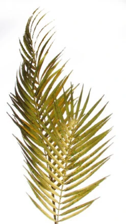 Blad Arecapalm Goud 92cm