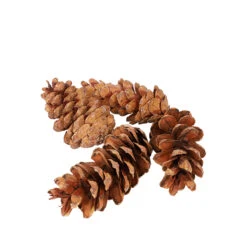 Strobus 10-15cm 3kg/zak